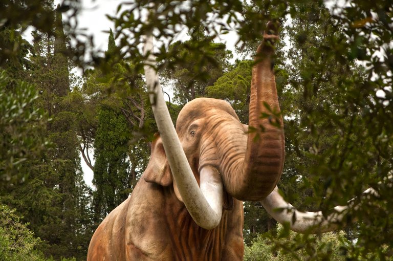 Mammut imperiale 2.jpg