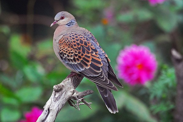 oriental-turtle-dove-streptopelia-orientalis-by-nikhil.jpg