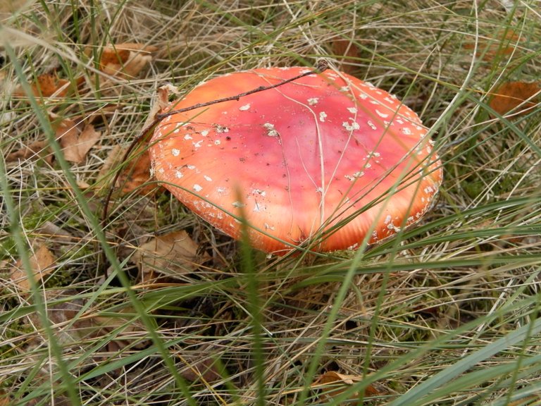 Muhomor krasnij.JPG