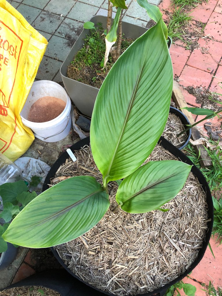 Curcuma caesia - Black Turmeric plant