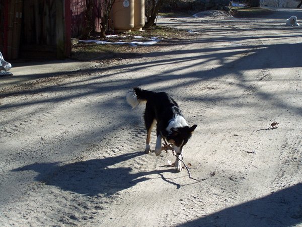 Wellscroft - young dog dog with stick2 crop December 2019.jpg