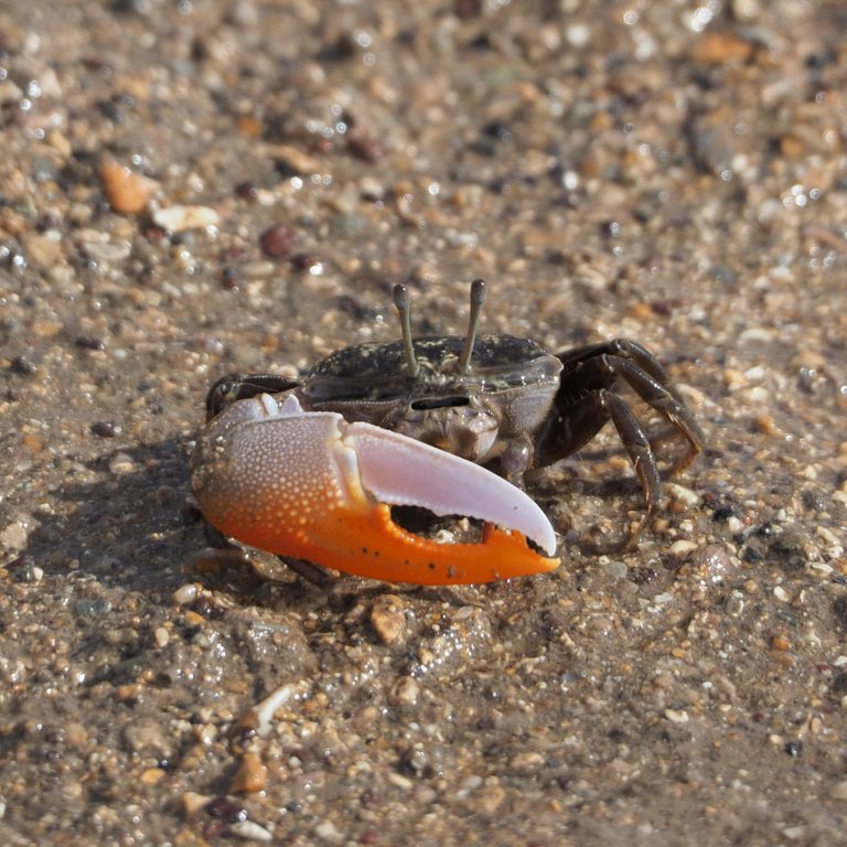 800px-5-crab.JPG