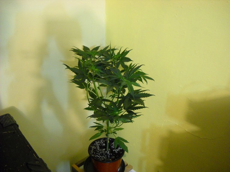 DSCN1032.JPG