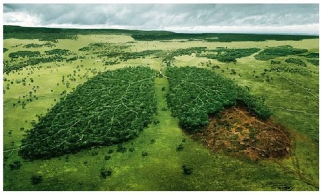 deforestacion.jpg