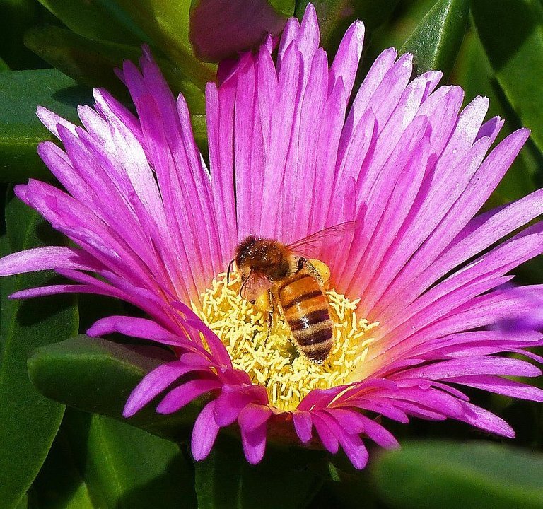 bee-collecting-pollen-on-pigface-flower-margaret-saheed.jpg