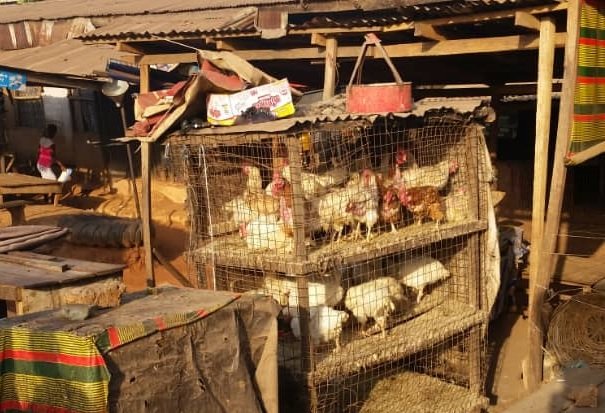 The local chicken market is becoming scanty after the festive celebrations.jpg