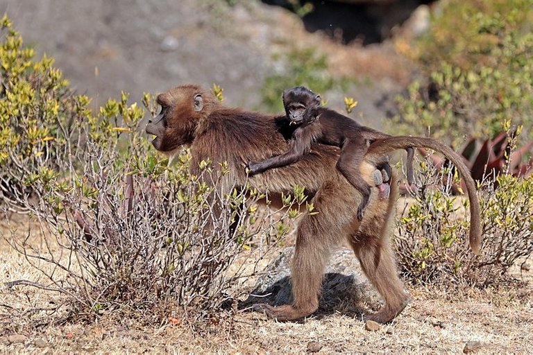 800px-Gelada_(Theropithecus_gelada_gelada)_female_with_baby_on_her_back.jpg