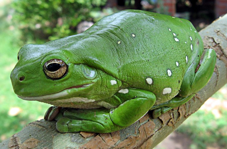 finger-coral-tree-frog-62889.jpg