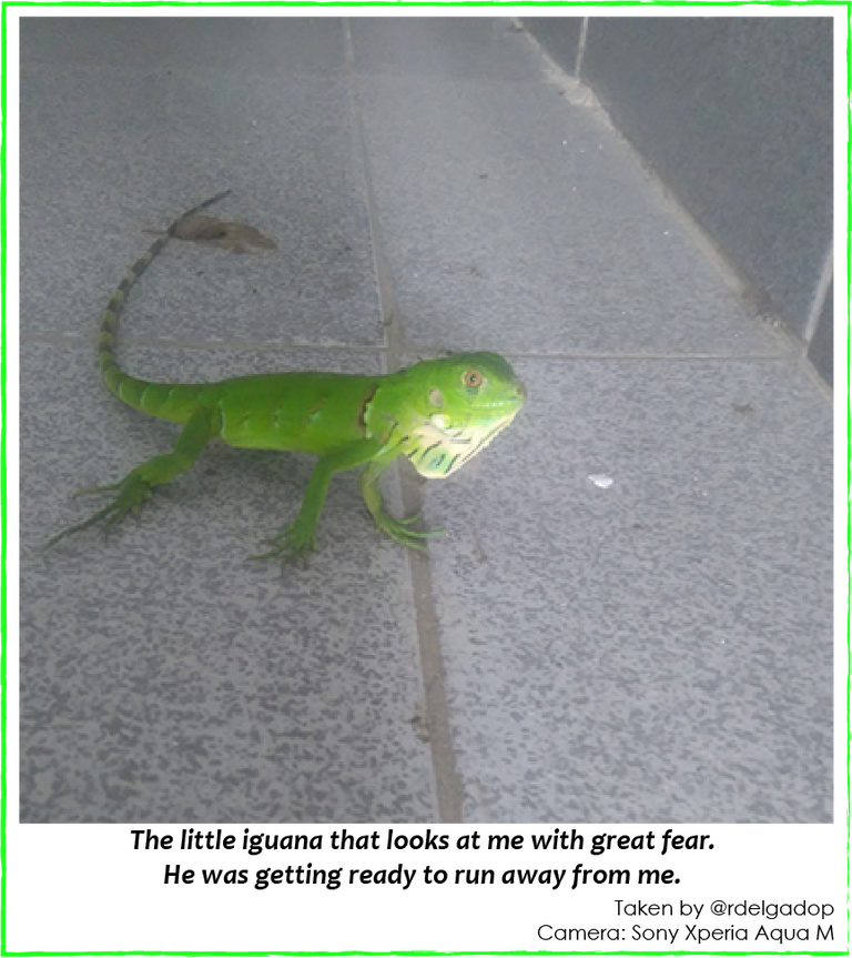 iguana01.png