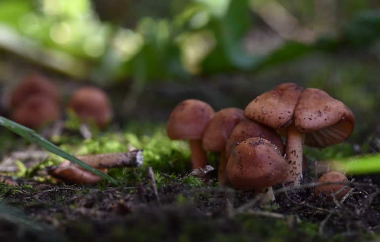 mushrooms lawn 2.jpg