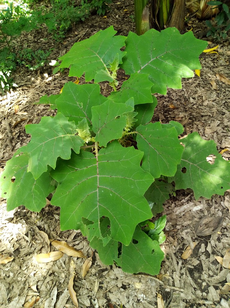 IMAG0134.jpg