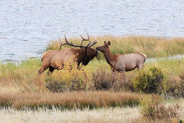 800px-Rm-elk-male-female-.jpg