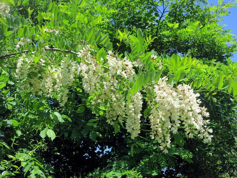 black locust 1.jpg