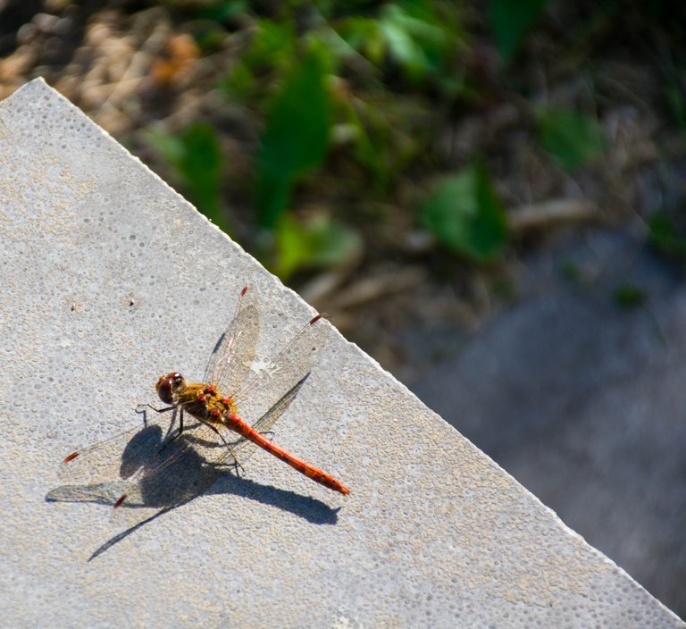 DSC_0672-2.jpg