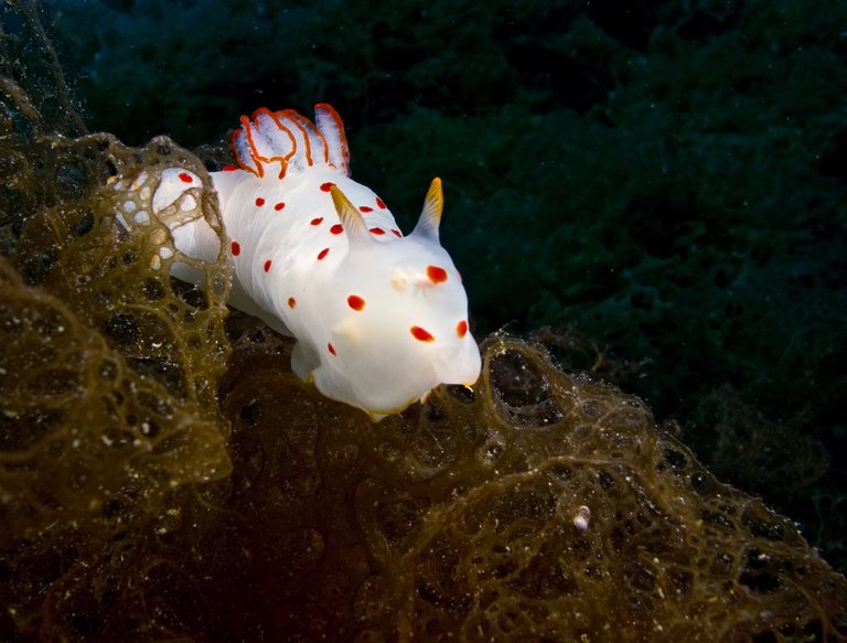 sea_slug___gymnodoris_ceylonica_by_danibarchana-d5aeq0c.jpg