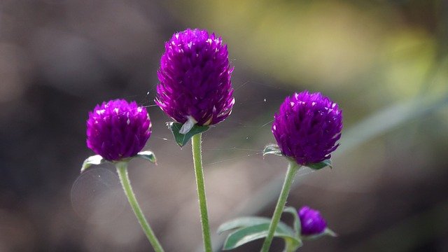 globe-amaranth-969222_640.jpg