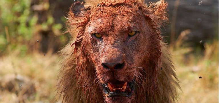 lions_eat_poacher_leaving_only_his_head_at_south_africa_park_20180221093023.jpg