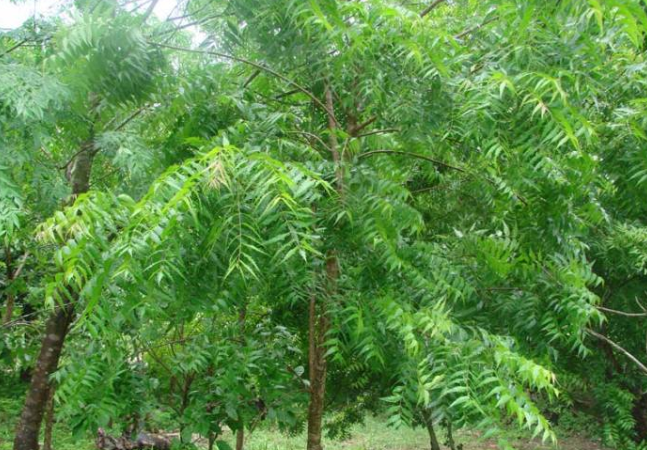 neem-tree647x450.jpg