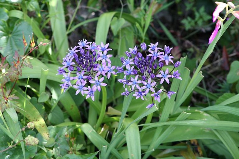 800px-Scilla_peruviana-2.jpg