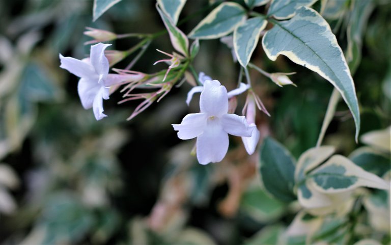 white flowers.jpg