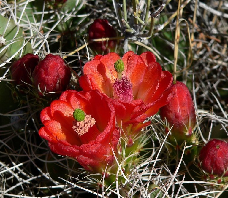 claret-cup.jpg