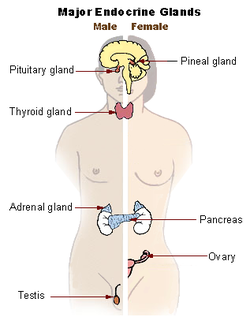 Illu_endocrine_system_New.png