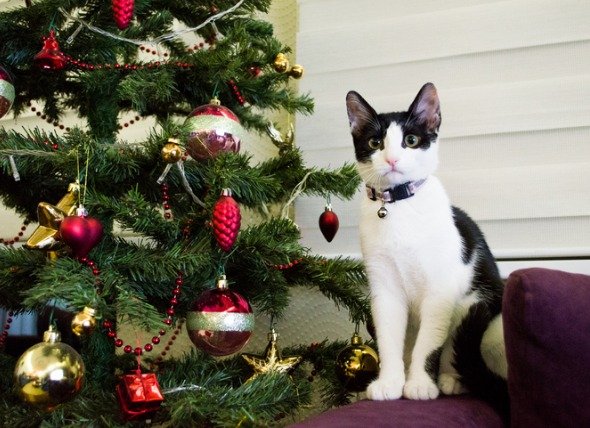 cute-cat-sitting-close-to-christmas-tree-picture-id925541952.jpg