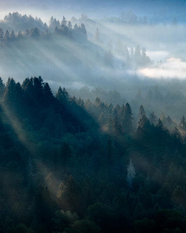 Stunning light rays illuminating the forest near Mt. Hood, just after sunrise.jpg