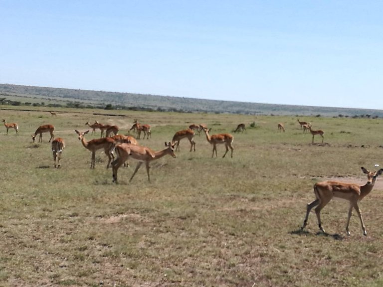 Maasai National Reserve28.jpg