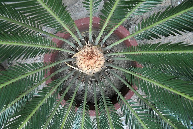 5293946915-fern-plant-from-above (FILEminimizer).jpg