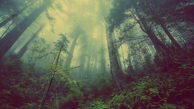 forest-931706_640.jpg