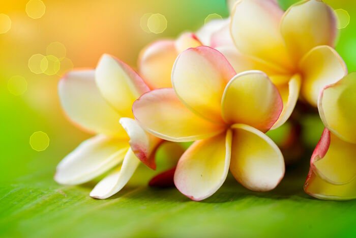 Plumeria-Meaning (1).jpg