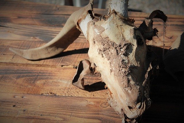 goat-skull-1785007_640.jpg