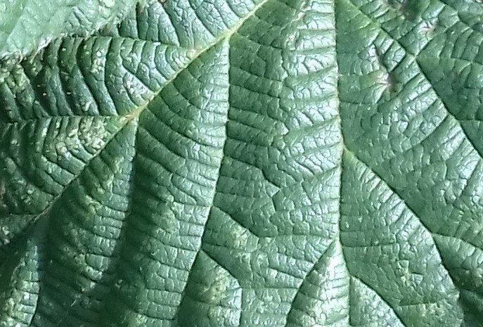 leafy close up.jpg