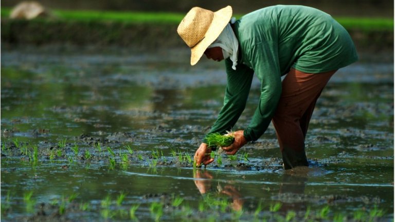 cropital rice planting_0.jpg