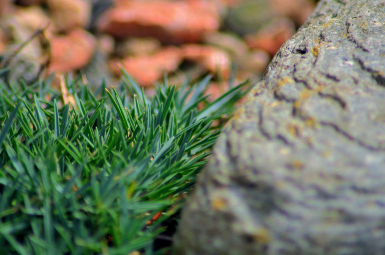 Plant&rock_tonemapped.jpg