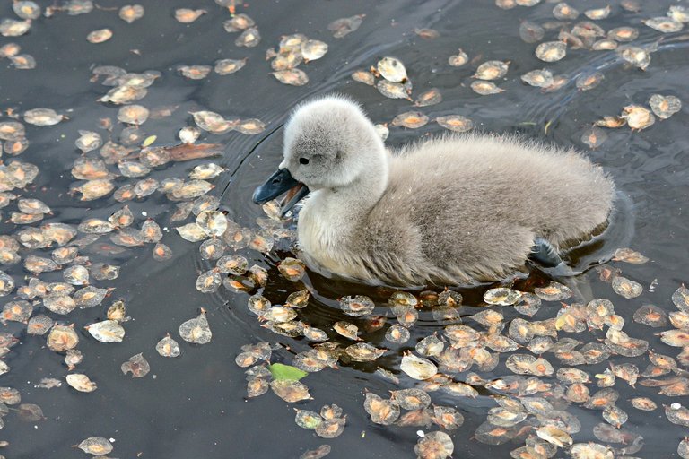 cygnet-4201217_1280.jpg