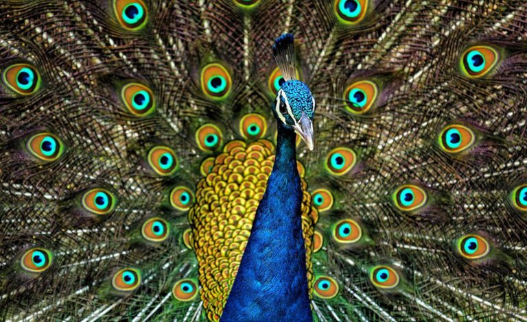 Peacock_Plumage_small.jpg