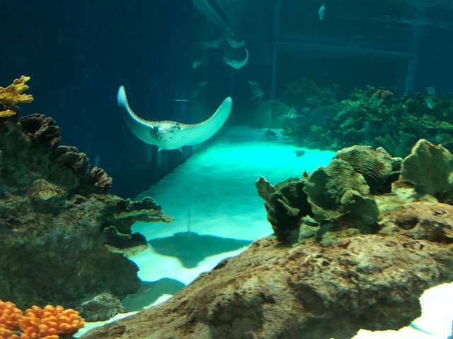 stingray swimming.jpg