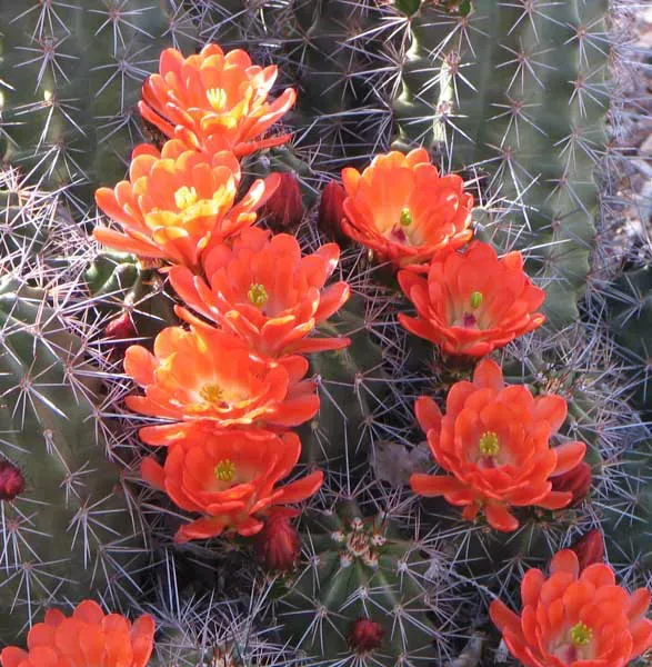 orange cactus flowers.jpg