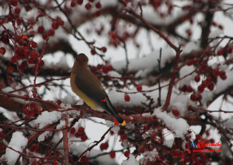 Cedar Waxing IMG_0056.JPG