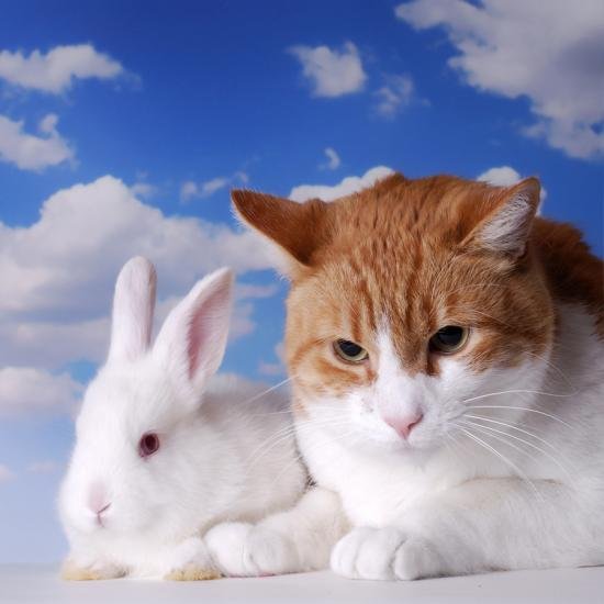 cat with easter bunny111.jpg