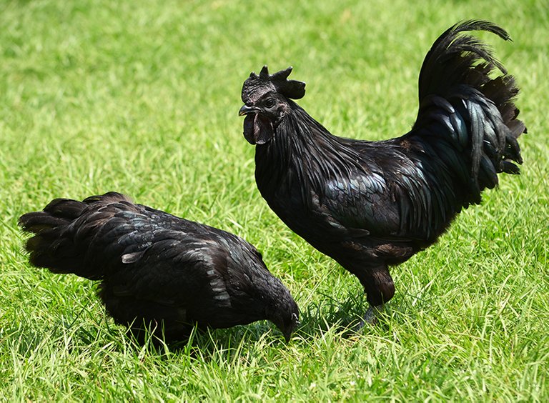 cemani pr.JPG