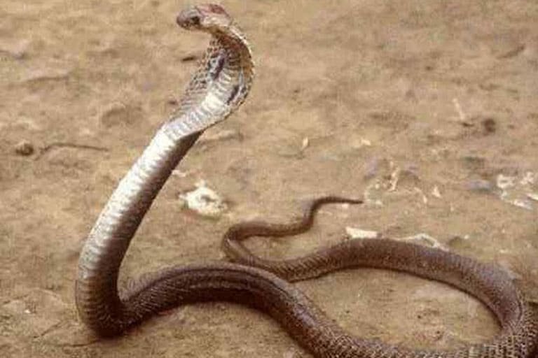 Philippine-Cobra-Dangerous-Snakes-2012-Flickr.jpg