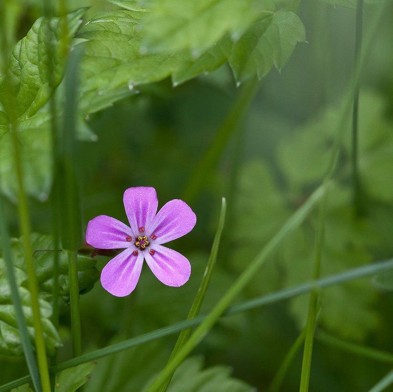 8852489607-spring-in-germany (FILEminimizer).jpg