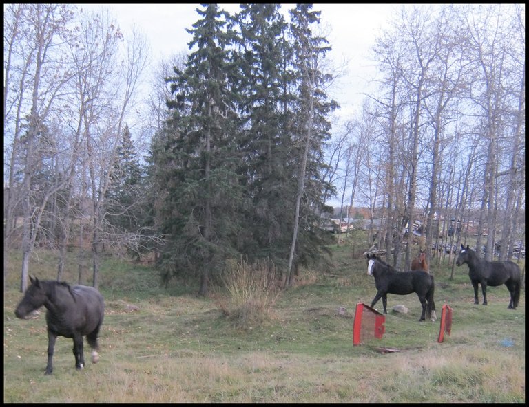 4 of Jeremys horses standing looking at me 1 coming to fence.JPG