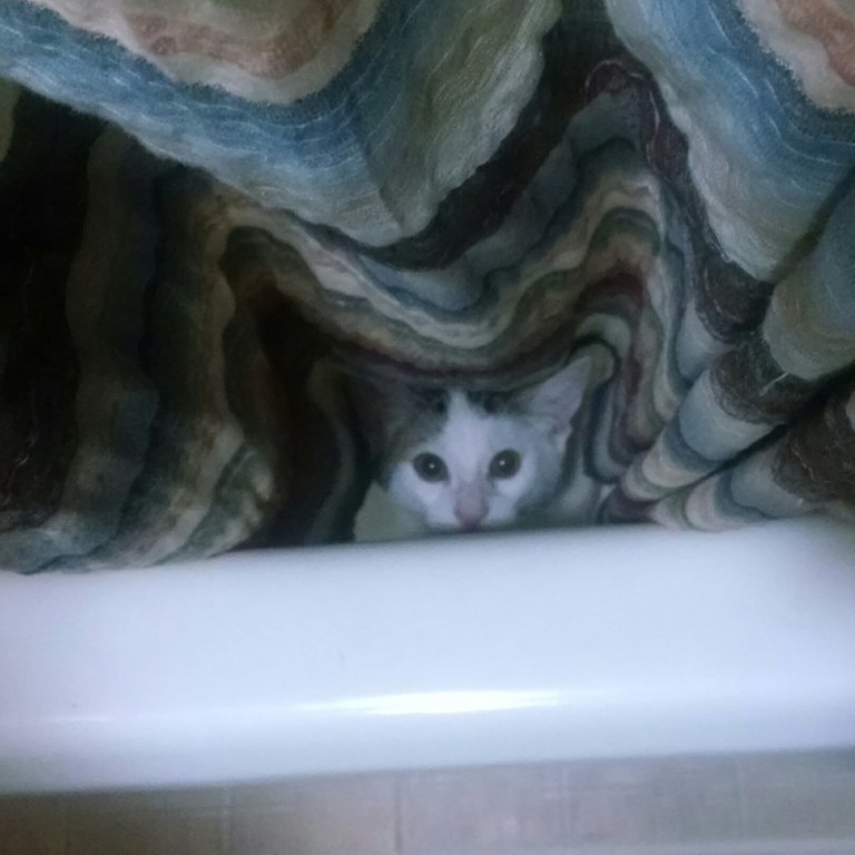 deeky in the curtains.jpg