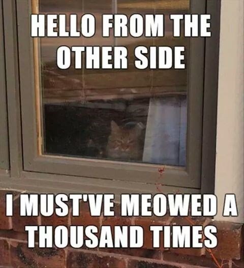 window-hello-other-side-mustve-meowed-thousand-times.jpg