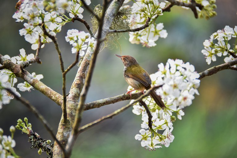 pear-flower-4903441_1920.jpg