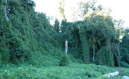 450px-Kudzu_on_trees_in_Atlanta,_Georgia.jpg